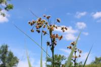 Cladium mariscus