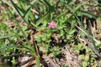 Centaurium pulchellum