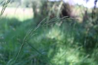 Calamagrostis epigejos