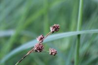 Luzula multiflora