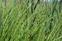Carex nigra