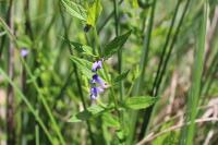 Scutellaria galericulata