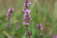 Thymus pulegioides