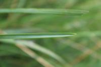 Helictochloa marginata