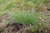 Eleocharis multicaulis
