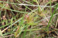 Juncus bulbosus