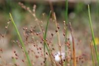 Juncus tenageia