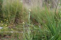 Laphangium luteoalbum