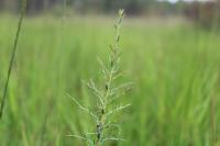 Genista anglica