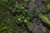 Pulicaria vulgaris