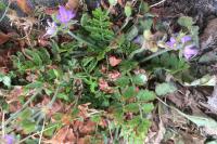 Erodium moschatum