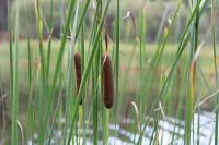 Typha angustifolia