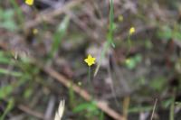 Cicendia filiformis