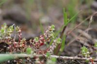 Illecebrum verticillatum