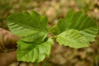 Karpatiosorbus latifolia