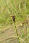 Schoenus nigricans