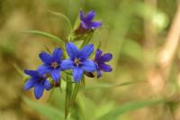 Aegonychon purpurocaeruleum