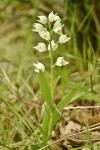 Cephalanthera longifolia