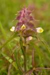 Melampyrum cristatum
