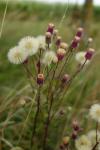 Erigeron acris