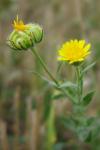 Calendula arvensis