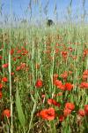 Papaver rhoeas
