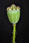 Papaver rhoeas