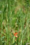 Papaver dubium