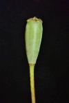 Papaver dubium