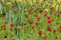 Adonis annua
