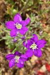 Legousia speculum-veneris