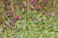 Hylotelephium telephium