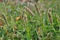 Sporobolus alopecuroides