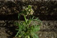 Centranthus calcitrapae