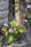 Cymbalaria muralis