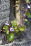 Cymbalaria muralis