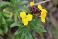 Erysimum cheiri