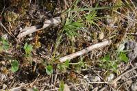 Medicago polymorpha