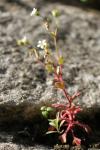 Saxifraga tridactylites