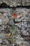 Papaver dubium