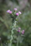 Carduus tenuiflorus