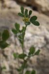 Medicago minima