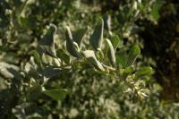 Atriplex halimus