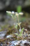 Cerastium brachypetalum