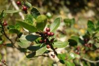 Rhamnus alaternus