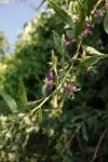 Lycium barbarum