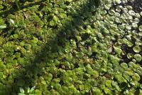 Hydrocharis morsus-ranae