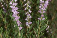 Calluna vulgaris