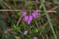 Erica cinerea