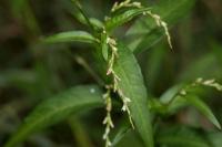 Persicaria hydropiper